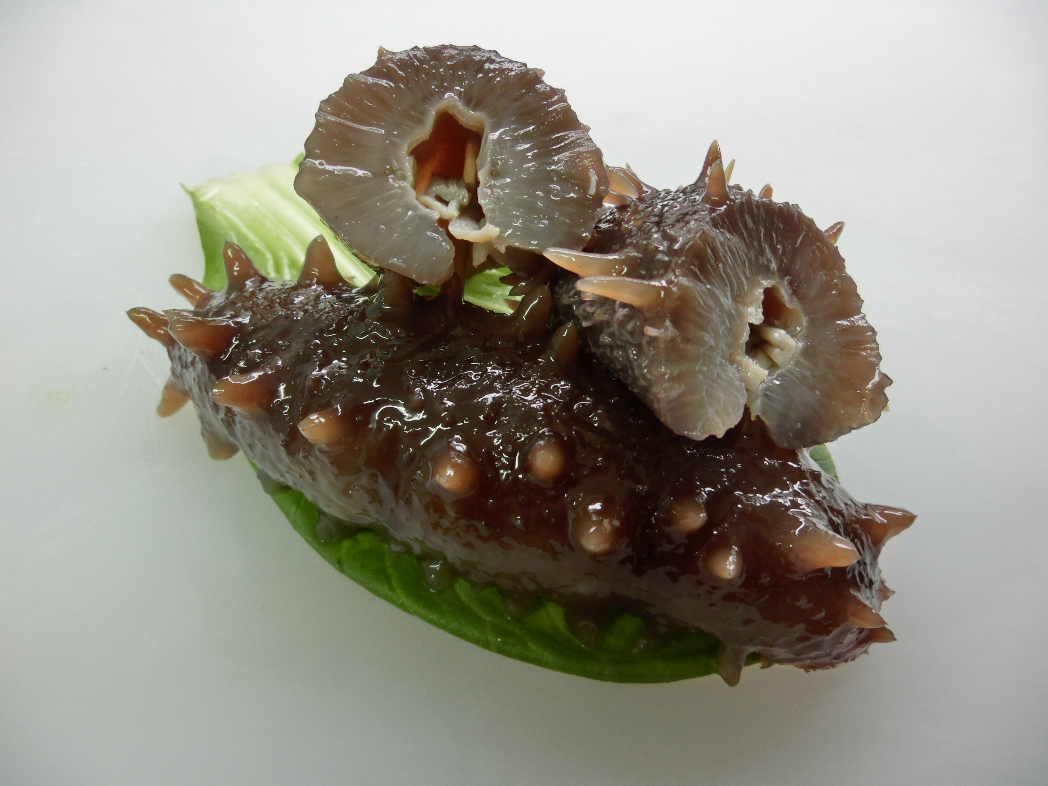刺身で食べるナマコ 株式会社海王物産 北海道の食 観光資源を世界へ